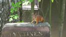 One of the many squirrels (Eurasian red squirrel) in Hietaniemi grave yard in Helsinki, Finland.