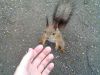 Extremely tame squirrel at Hietaniemi graveyard.