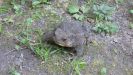 A toad which I rescued from a log pile when I was chopping up the logs.