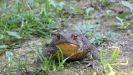 Toad stare.