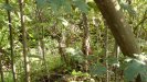 More trench, can be hardly seen through the foliage.