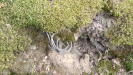 A length of steel wire sticking out from the wall - this would have once held up a vertical pole which supported the wooden siding.