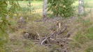 Another possible MG nest at the edge of the field, with a 'firing port' dug into the ground.