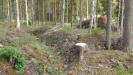 Some more WW2-era trenches on the hill around the gates and the cave, with a pile of wood from a recent harvest.